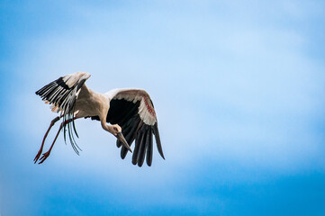 stork in flight