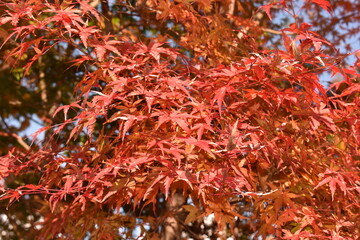 紅葉