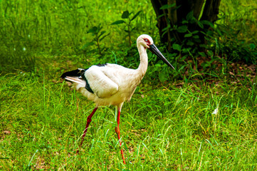 Stork looking for food