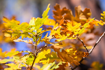 Fototapeta na wymiar Fall Leaves