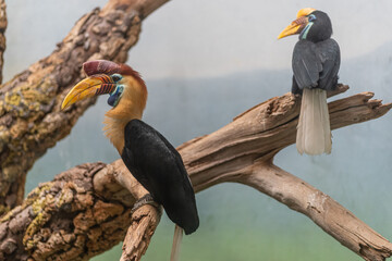 Wreathed hornbill