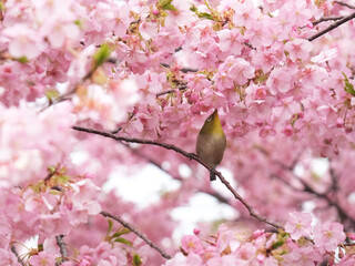 メジロと河津桜