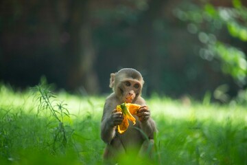 Baby Monkey in Forest