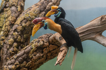 Obraz premium Wreathed hornbill