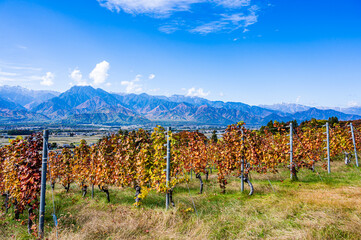 池田町のぶどう畑と山岳風景　