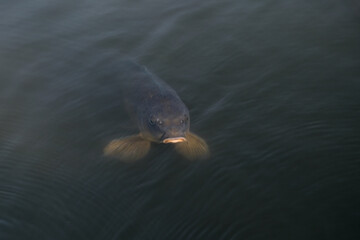【東京】小石川後楽園（池の鯉）