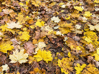 Fallen yellow leaves in the park in autumn. Nature background