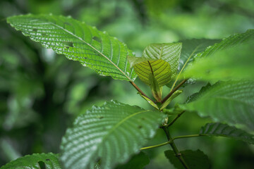 Kratom Mitragyna speciosa in thailand
