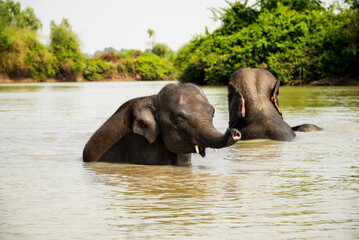 Fototapeta na wymiar Young Elephant Playing in the Rive Running to Camera From the River
