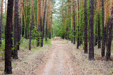 country road in a summer pine forest