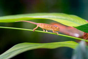 L'Endormi de La Réunion ou le caméléon panthère