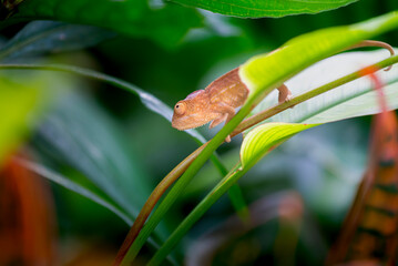 L'Endormi de La Réunion ou le caméléon panthère