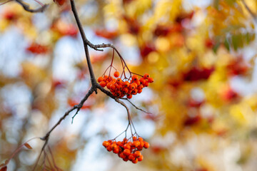 Berries of mountain ash branches are red on a blurry autumn background. Autumn harvest still life scene. Soft focus backdrop photography. Copy space.