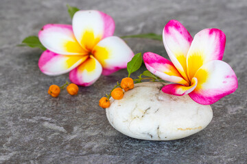 Fototapeta na wymiar colorful flowers frangipani with stone arrangement flat lay postcard style on background gray 