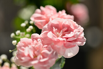 カーネーション