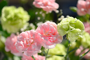 カーネーション