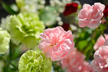 カーネーション