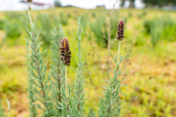 Flowers of French lavender or Lavandula stoechas field. Lavender in the garden. The aromatic French Provence lavender grows in the field.