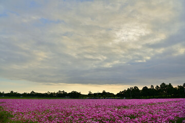 コスモス畑