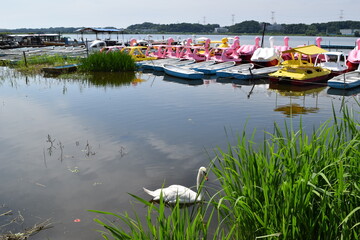 手賀沼 利根川水系