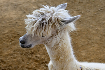 Obraz premium 牧歌の里