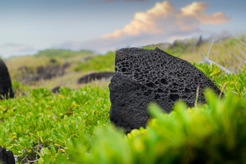 Typical volcanic rock in nature, Reunion Island - obrazy, fototapety, plakaty