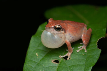 Obraz premium Wayanad bush frog (Pseudophilautus wynaadensis) 