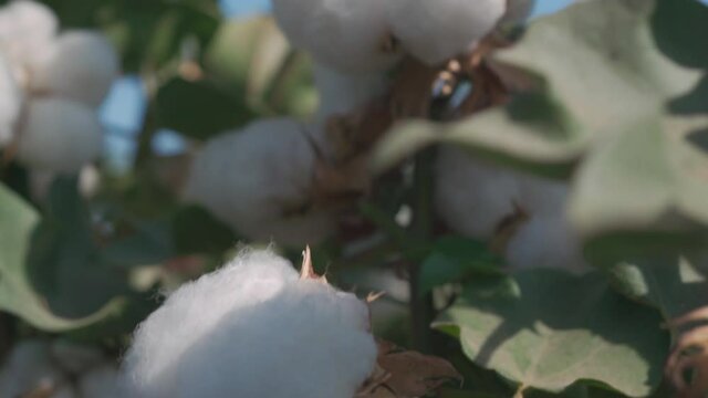 cotton, tear off, natural, plant, hold, white, field, flower, agriculture, fingers, fluffy, growth, harvest, petal, question, skin, soft, summertime, tear, textile, ball, flap, health, Material, part,