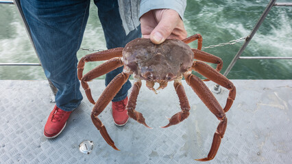 A man stands on the metal deck of a ship. In his hands he holds a freshly caught live snow crab. Close-up. Visible shell, claws, long legs, eyes. Petropavlovsk Kamchatsky