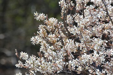 白い花をたくさん咲かせるジューンベリーの木 - obrazy, fototapety, plakaty