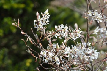白い花をたくさん咲かせるジューンベリーの木