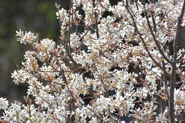 白い花をたくさん咲かせるジューンベリーの木