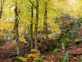 autumn forest in the autumn