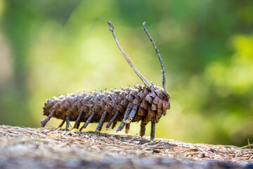 Käpylehmä aka. pinecone bug