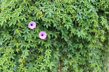 Close up photo of Morning glory flower.