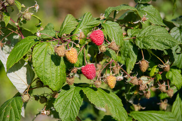 raspberry berry