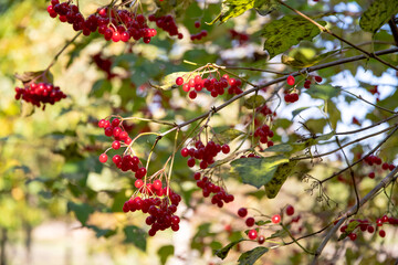 Obraz premium viburnum