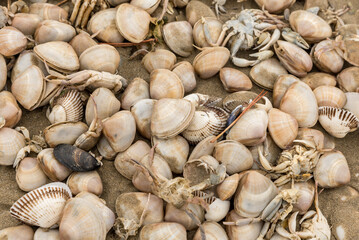 Shells and dead crabs on the shore