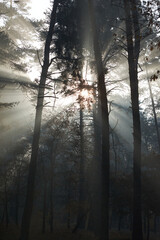 Fototapeta na wymiar Sunlight rays going through trees and mist