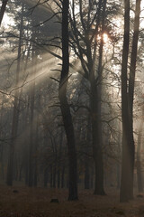 Sunlight rays going through trees and mist