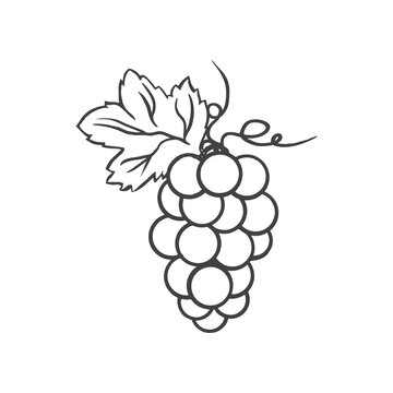 Grape vector illustration, line art decorative berry, hand drawn ink doodle vine isolated on white, for design cosmetic, greeting card, invitation, harvest festival, organic food restaurant menu