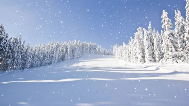 Winter forest with blue sky covered with snow. Falling snow effect. Winter and Seasonal concept. High quality 4k video.