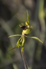 Caladenia crebra - Arrowsmith Spider Orchid