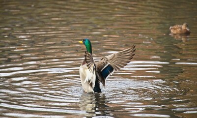 Mallard Duck on a Pond in Autumn