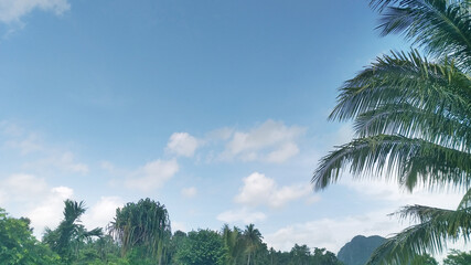 leaves and trees sky background