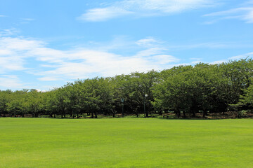 Fototapeta na wymiar 公園と芝生