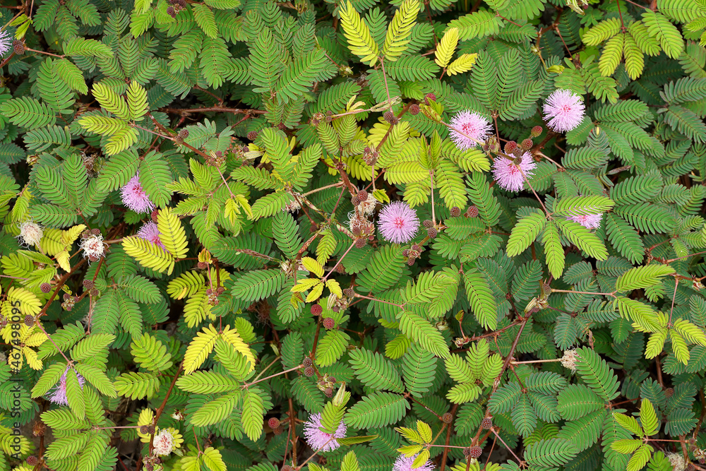 Poster Close up of Sensitive plant flower and leaves with blur background.