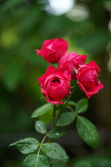 Close up Red eden.Climbing Rose flower.