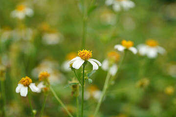 beggar's tick, broom stick, broom stuff, cobbler's pegs, devil's needles, Spanish needle