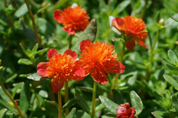 Close up of Portulaca flower